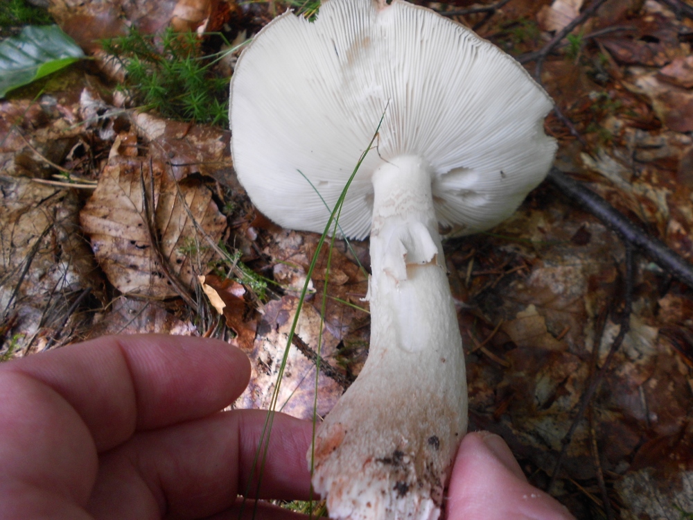 DSCN1625 (1000x750).jpg