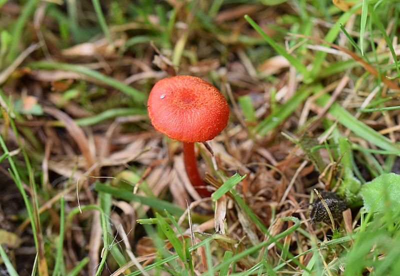 Hygrocybe sp.1.3.JPG