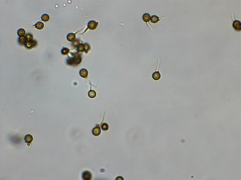 Bovista plumbea_Spo.jpg