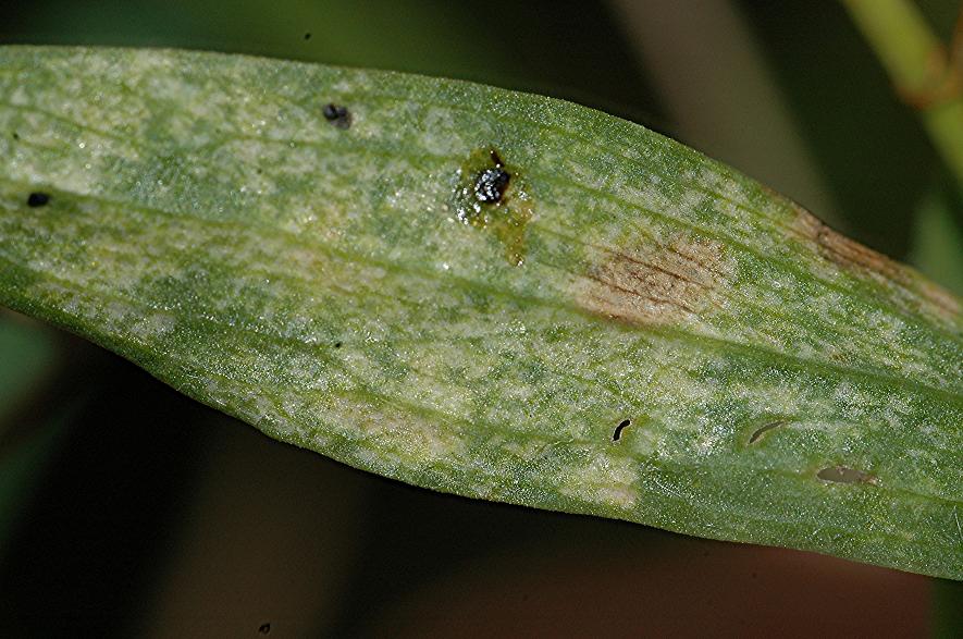 DSC_1559 Pilz an Behaartfrüchtiger Platterbse, Ausschnitt, Schärfe 33 %.JPG