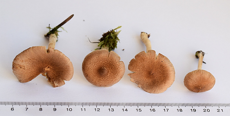 Inocybe sp._1.0.JPG