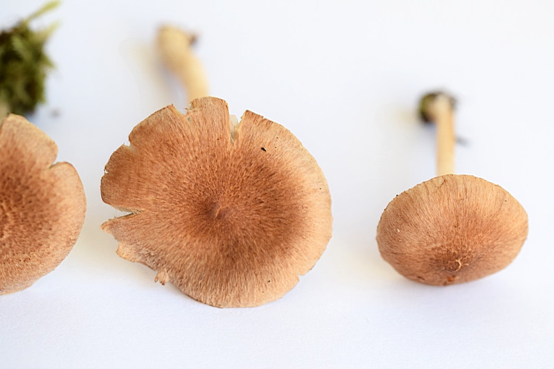 Inocybe sp._1.2.JPG