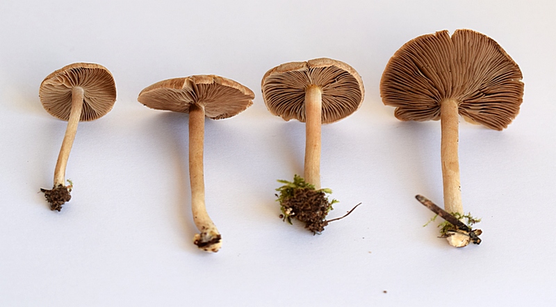 Inocybe sp._1.4.JPG
