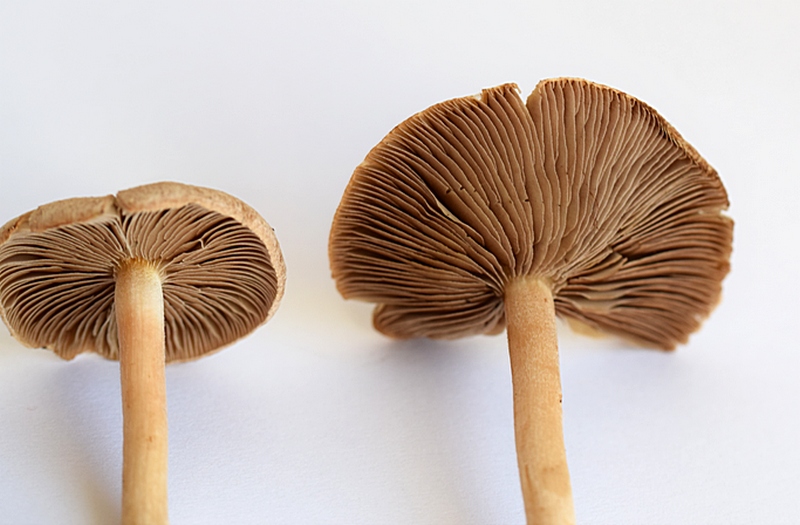 Inocybe sp._1.5.JPG