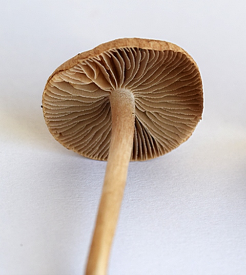 Inocybe sp._1.7.JPG