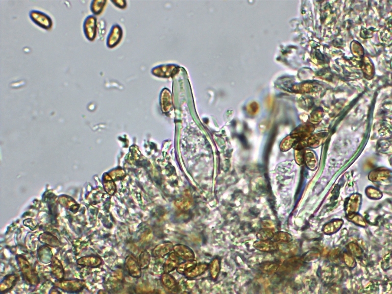 Inocybe sp2.jpg
