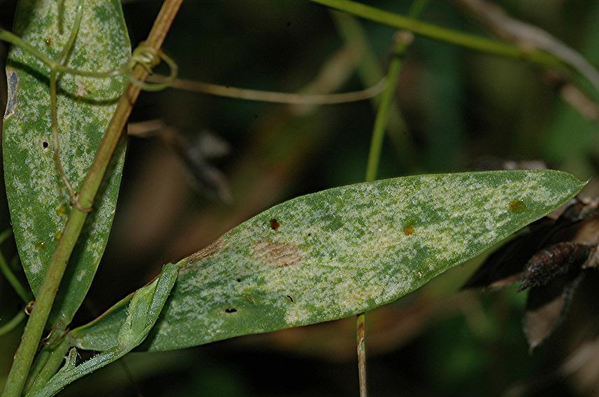 DSC_1553 Pilz an Behaartfrüchtiger Platterbse 35 %.JPG