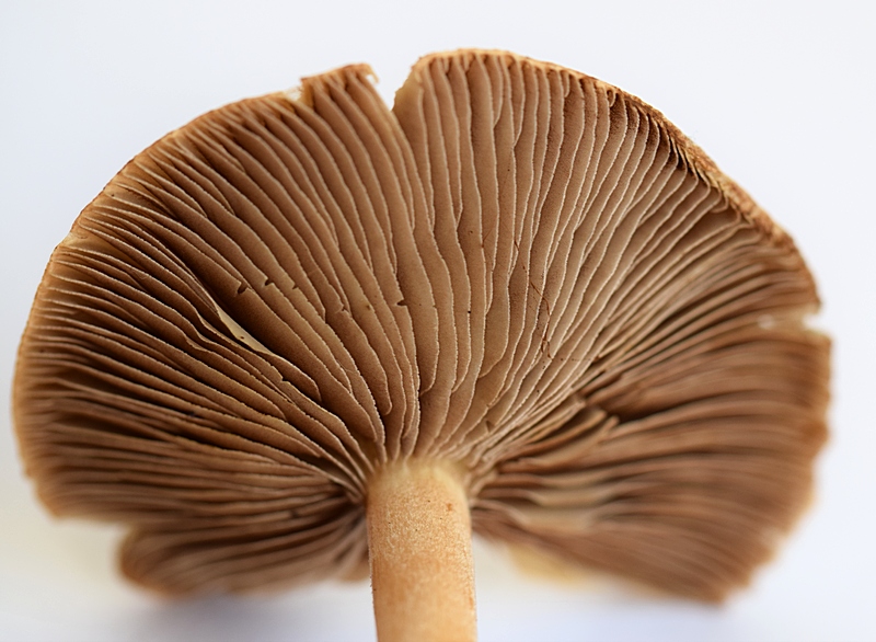 Inocybe sp._1.8.JPG