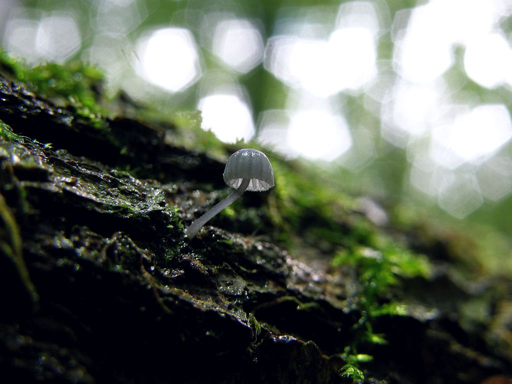 Mycena pseudocorticola 1.JPG