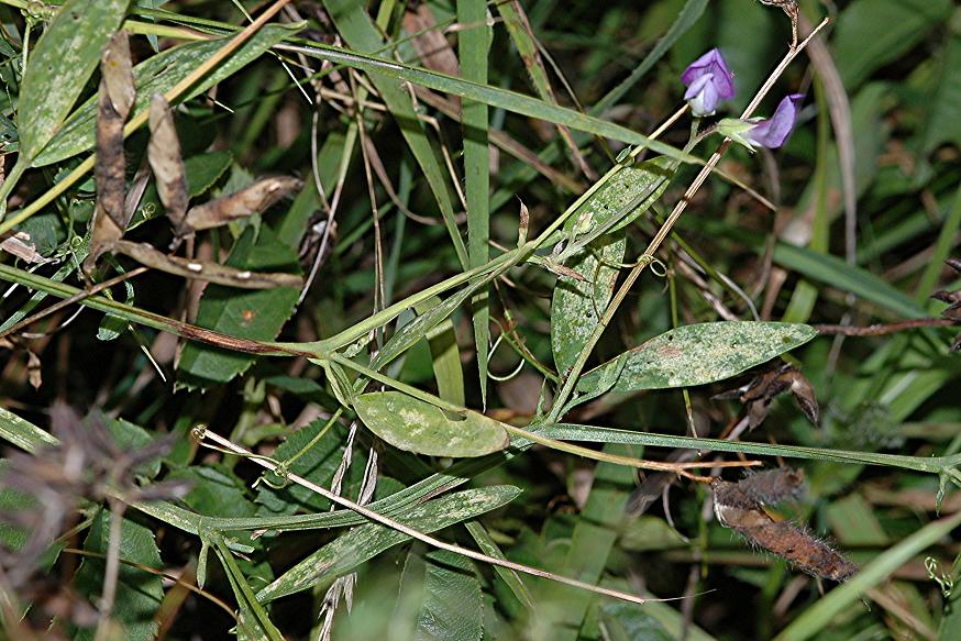 DSC_1552 Pilz an Behaartfrüchtiger Platterbse, Ausschnitt, Schärfe 35 %.JPG