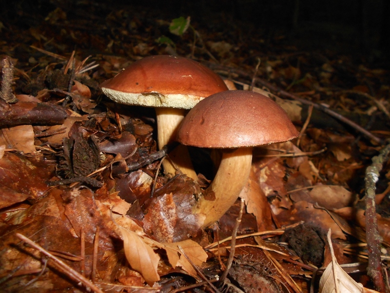 Imleria badia (2).jpg