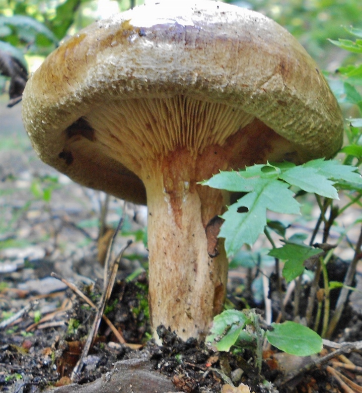 Paxillus involutus.jpg