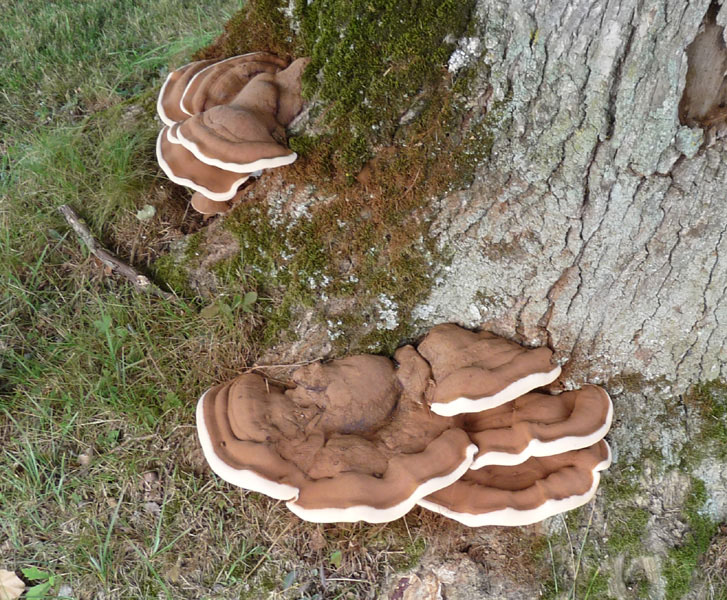 P1000479scal600 qual8.jpg