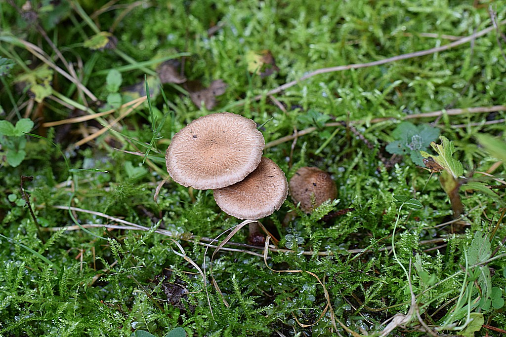 Inocybe amethystina_1.0.JPG