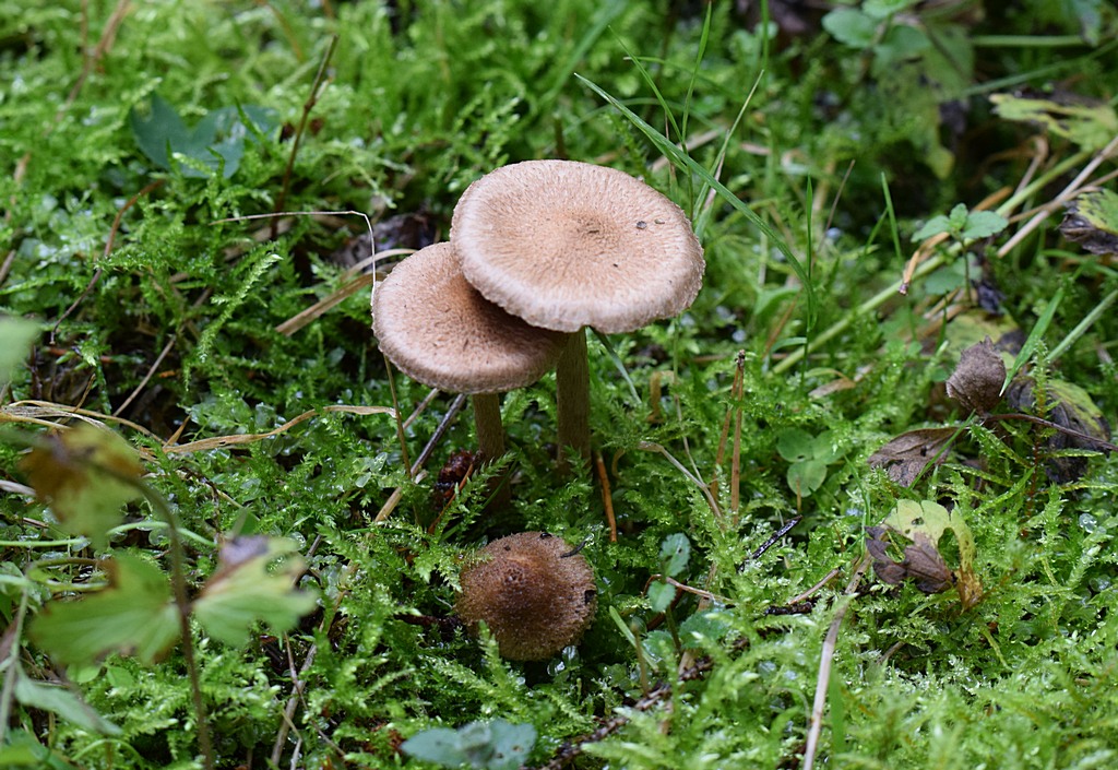 Inocybe amethystina_1.1.JPG