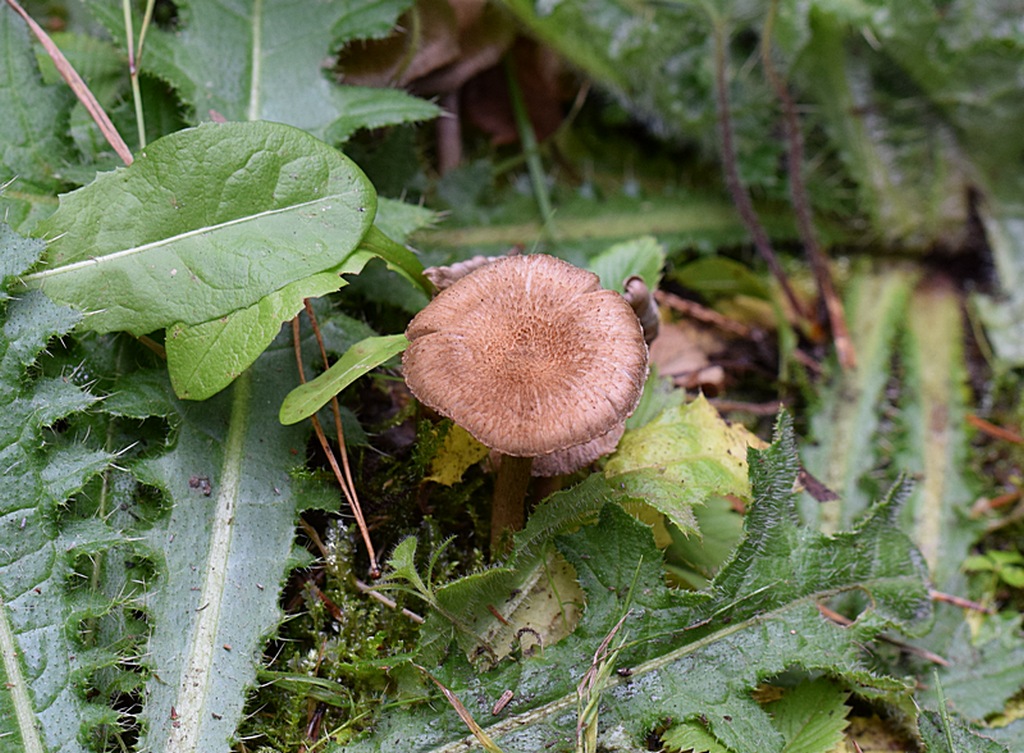 Inocybe amethystina_1.2..JPG