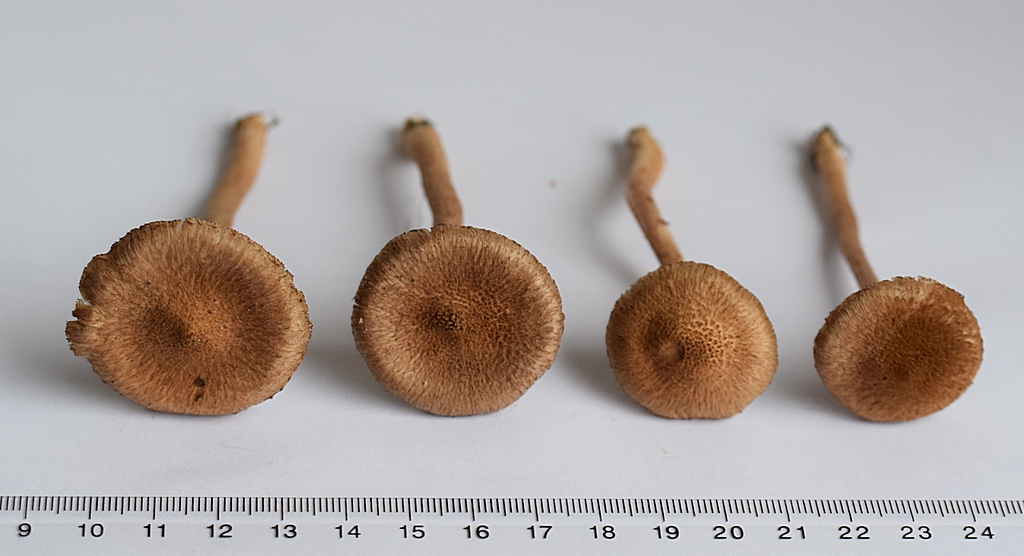 Inocybe cf. amethystina_1.3..JPG