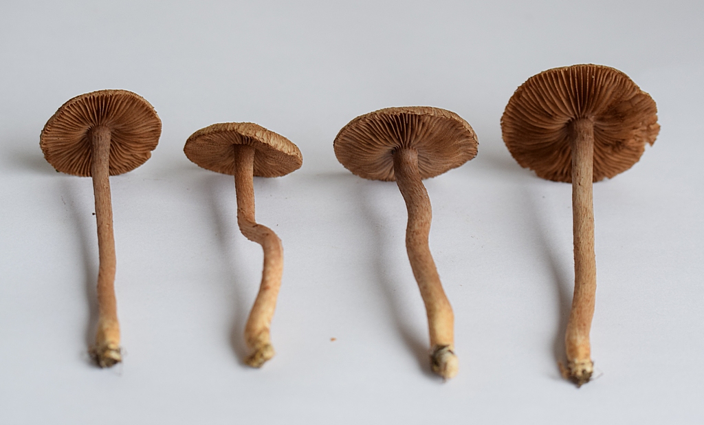 Inocybe cf. amethystina_1.4..JPG