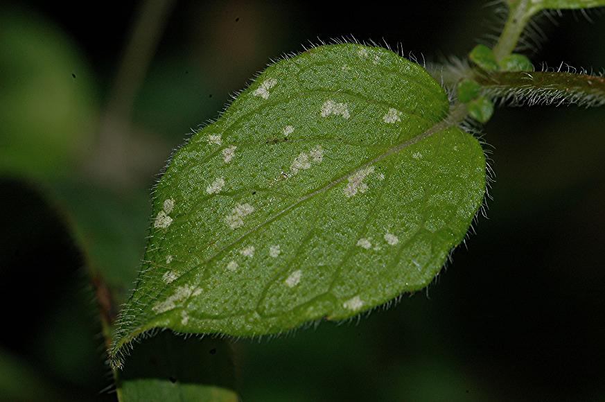 DSC_1541 Schadbild Wirbeldost, Schärfe 29 %.JPG