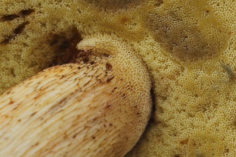 2015-09-19 #29515-f Roehrling.jpg