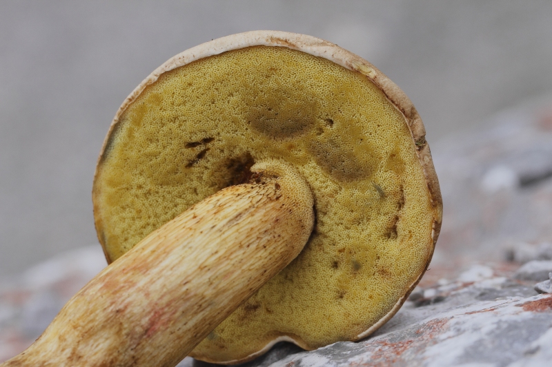 2015-09-19 #29514-f Roehrling.jpg