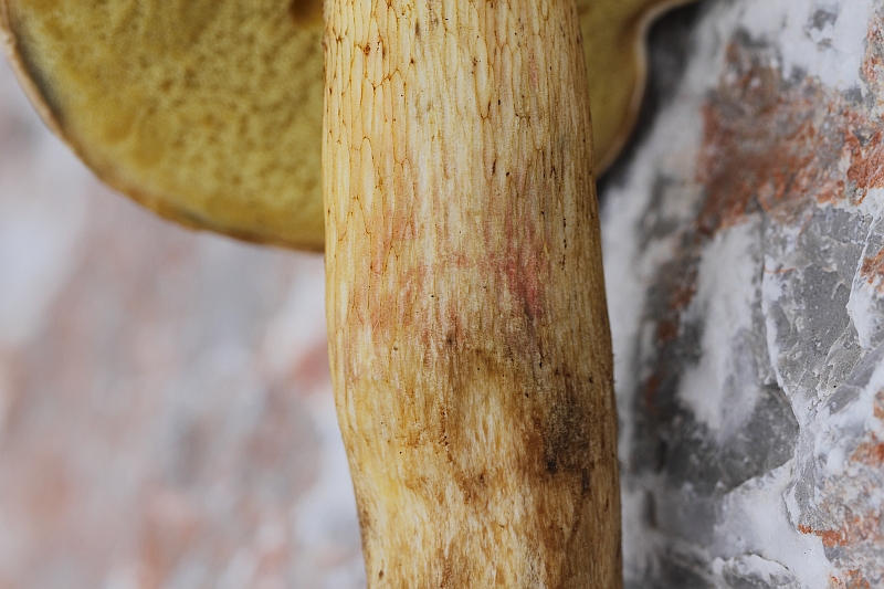 2015-09-19 #29517-f Roehrling.jpg