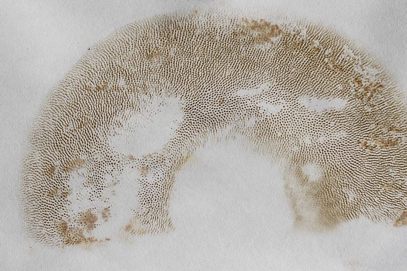 2015-09-19 #29527-f Roehrling.jpg