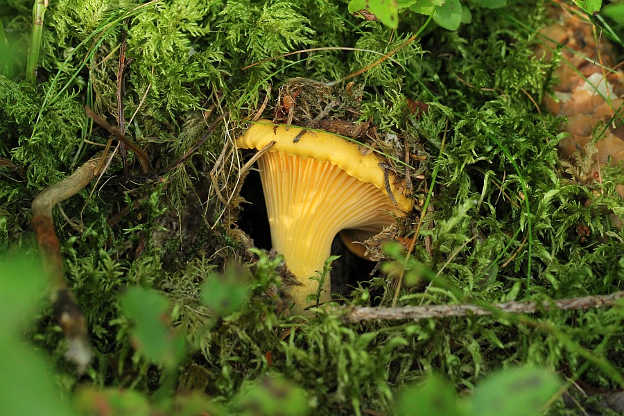 Cantharellus cibarius.jpg