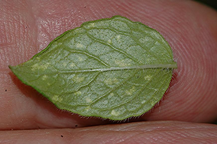 DSC_1543 Schadbild an Wirbeldost, Schärfe 29 %.JPG