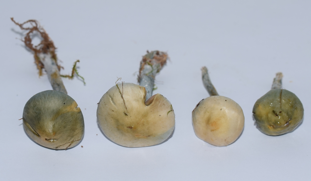 Stropharia sp_1.1..JPG