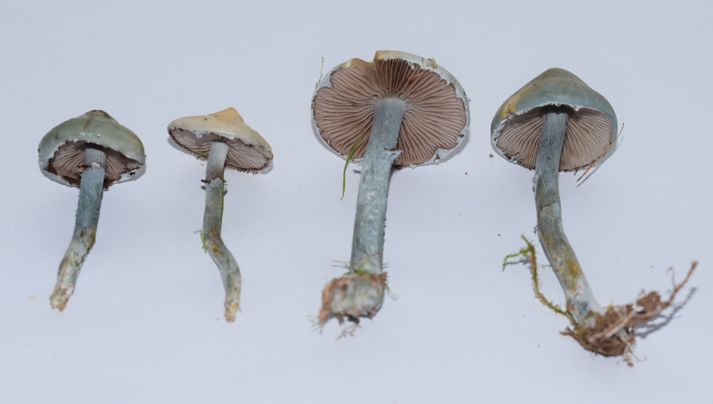 Stropharia sp_1.2..JPG