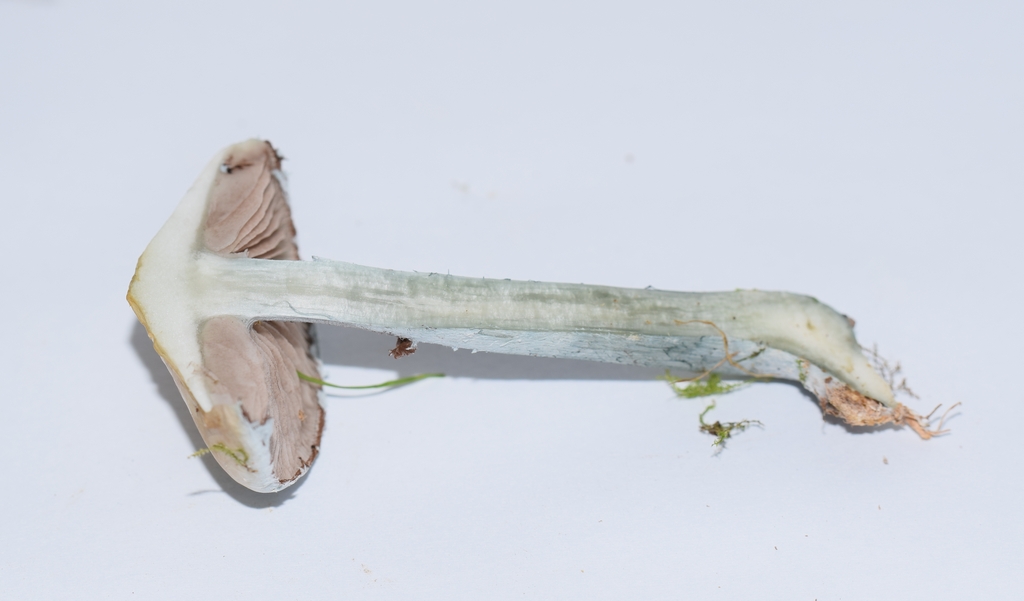 Stropharia sp_1.3..JPG