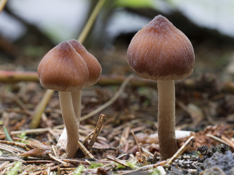 psathyrella-gossypina.JPG