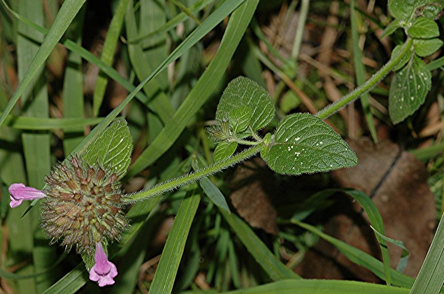 DSC_2239 Wirbeldost 34 %.JPG