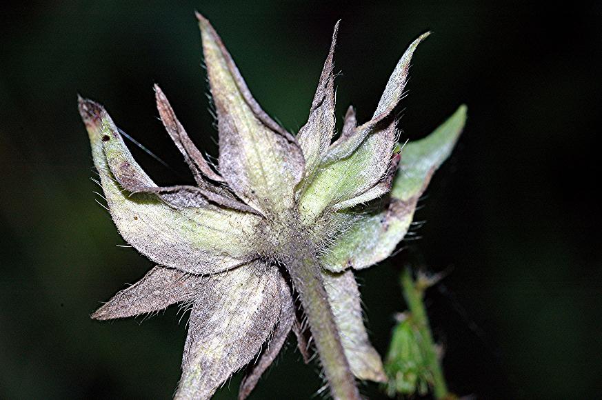 DSC_2247 Licht, Schärfe 29 %.JPG