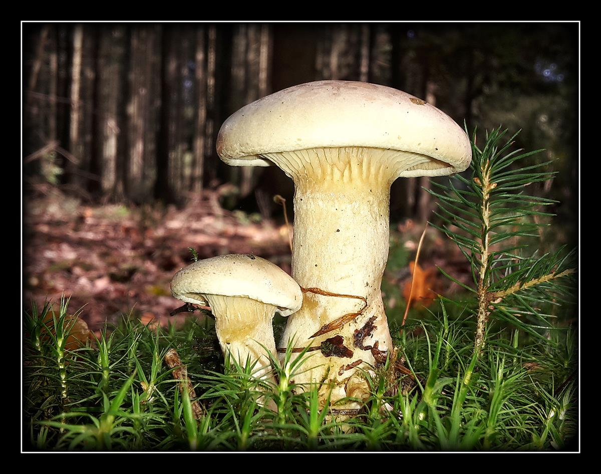 20150925_120954f (Copy).jpg