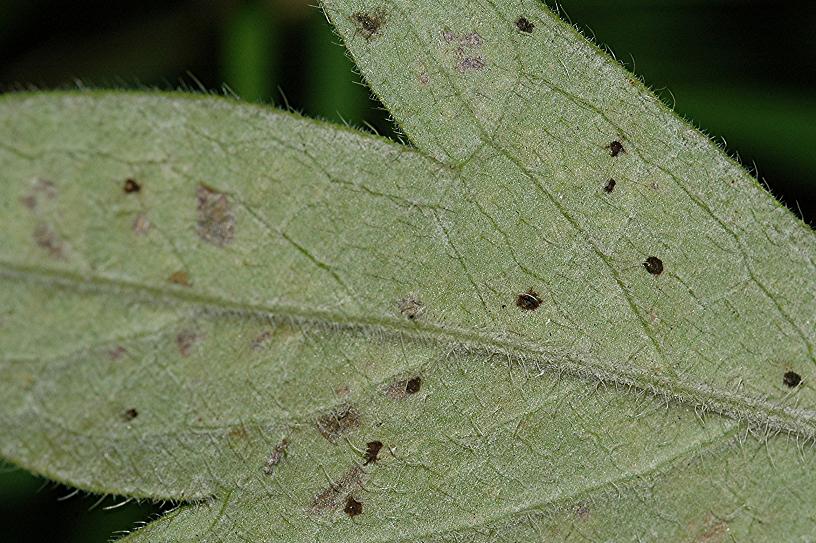 DSC_2246 Ausschnitt, Schärfe 35 %.JPG