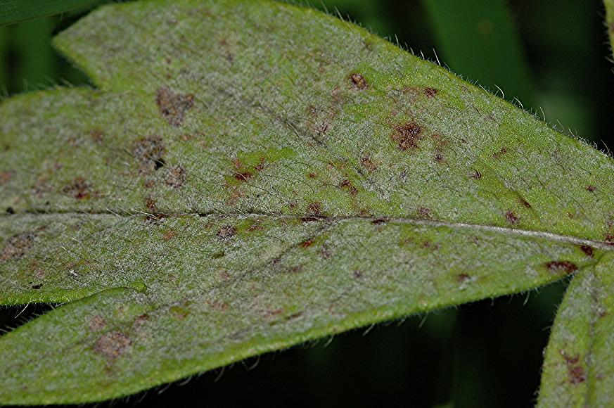 DSC_2245 Schärfe 29 %.JPG