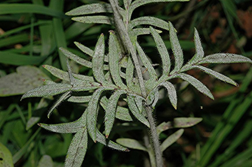 DSC_2244 Schärfe 29 %.JPG