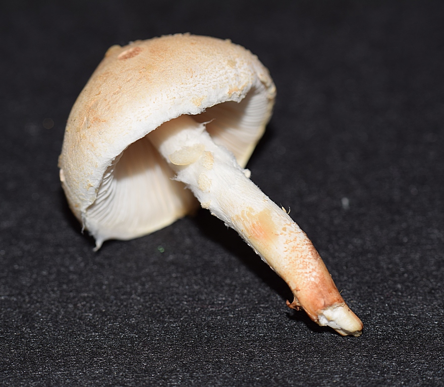 Lepiota sp._1.5.JPG