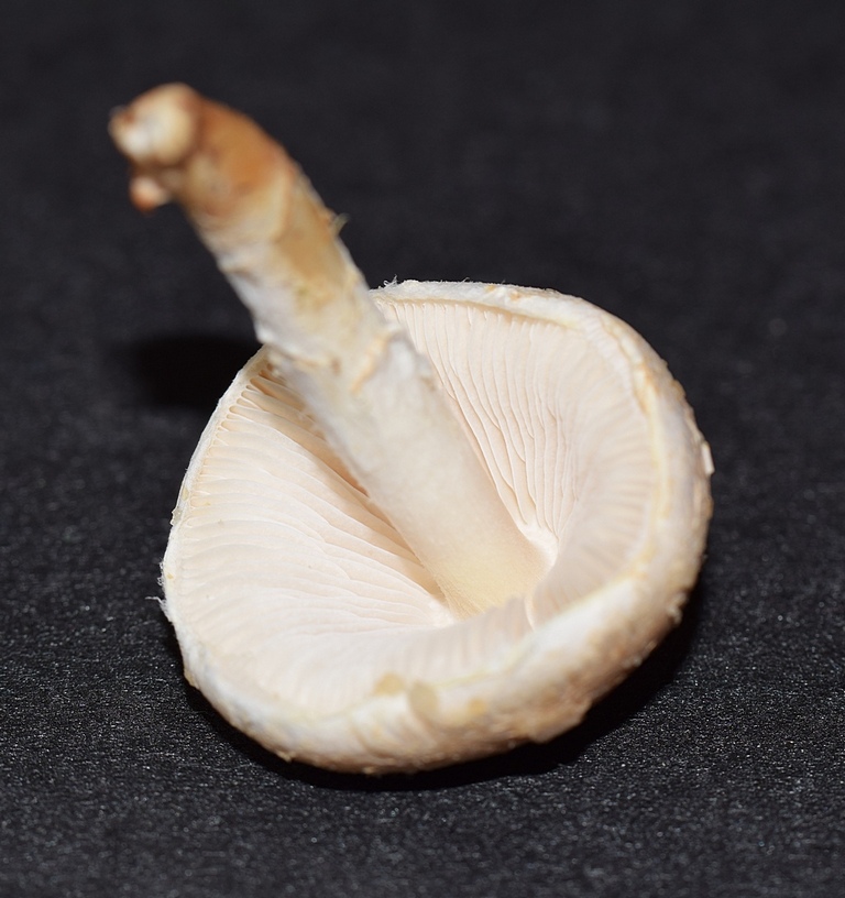 Lepiota sp._1.4.JPG