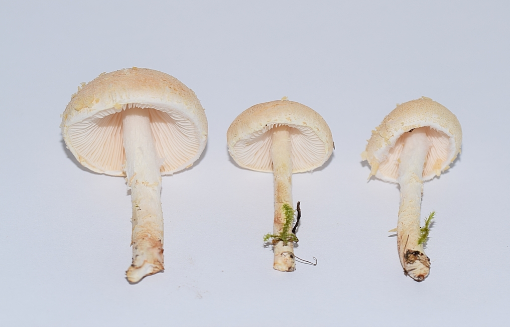 Lepiota sp._1.2.JPG