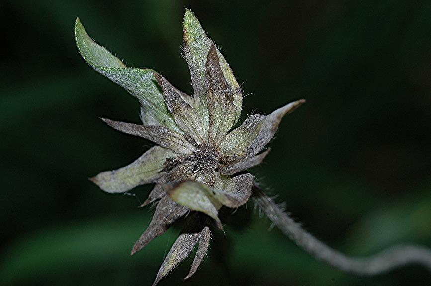 DSC_2242 Ausschnitt, Schärfe 32 %.JPG