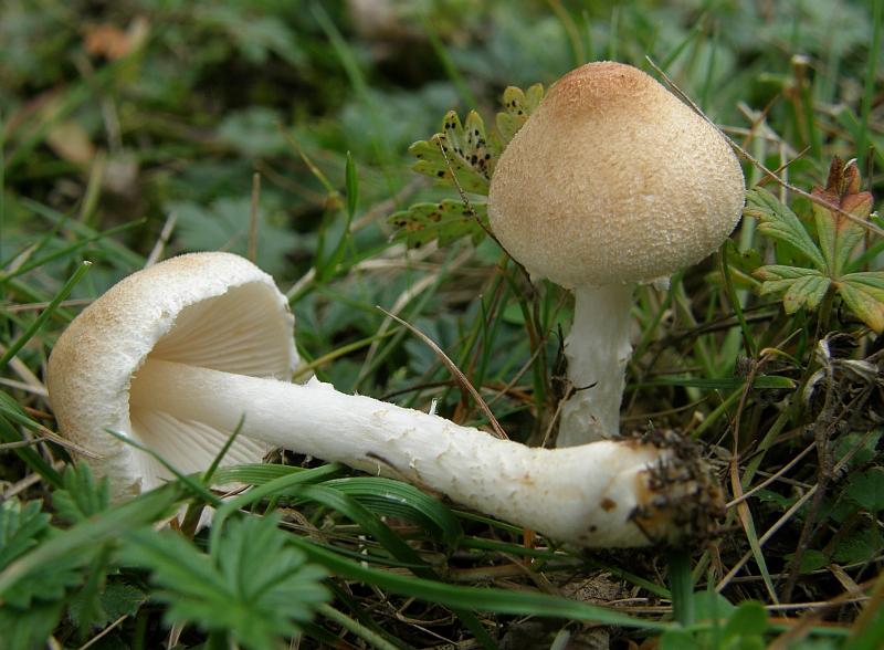 Lepiota oreadiformis = Glatter Schirmling.JPG