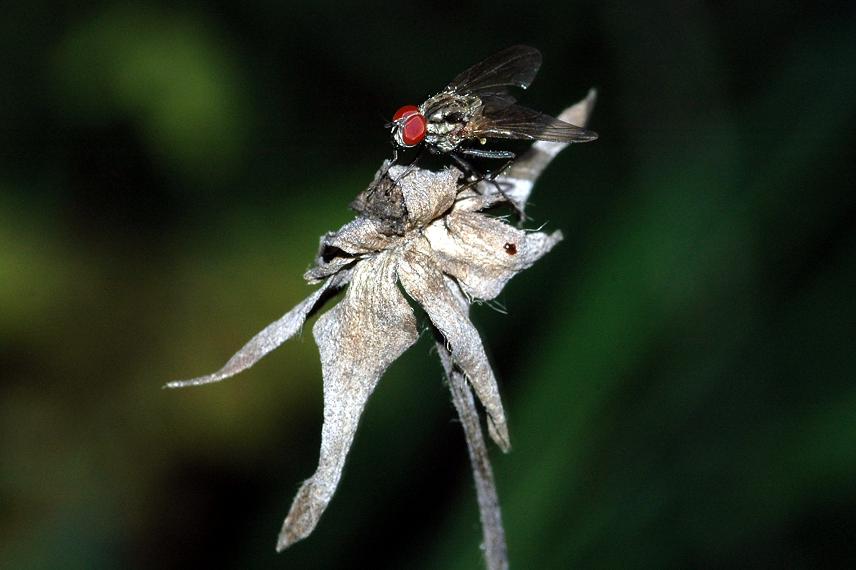 DSC_2241 Ausschnitt, Licht 45 %.JPG
