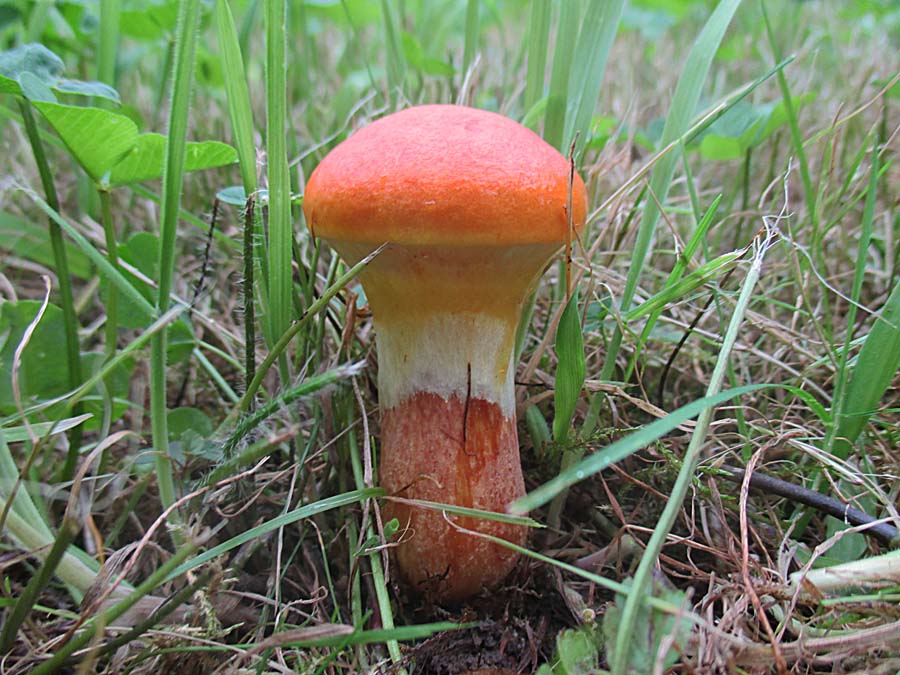 Suillus grevillei.jpg