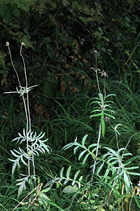 DSC_2240 Licht 23 %.JPG