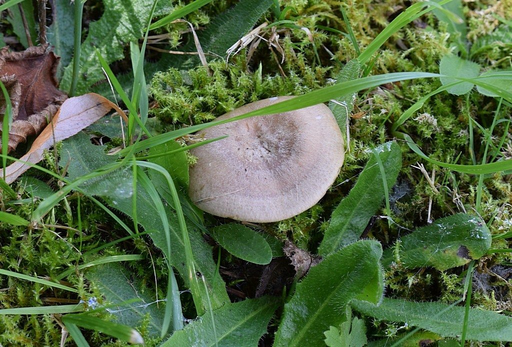 Lactarius hortensis.JPG