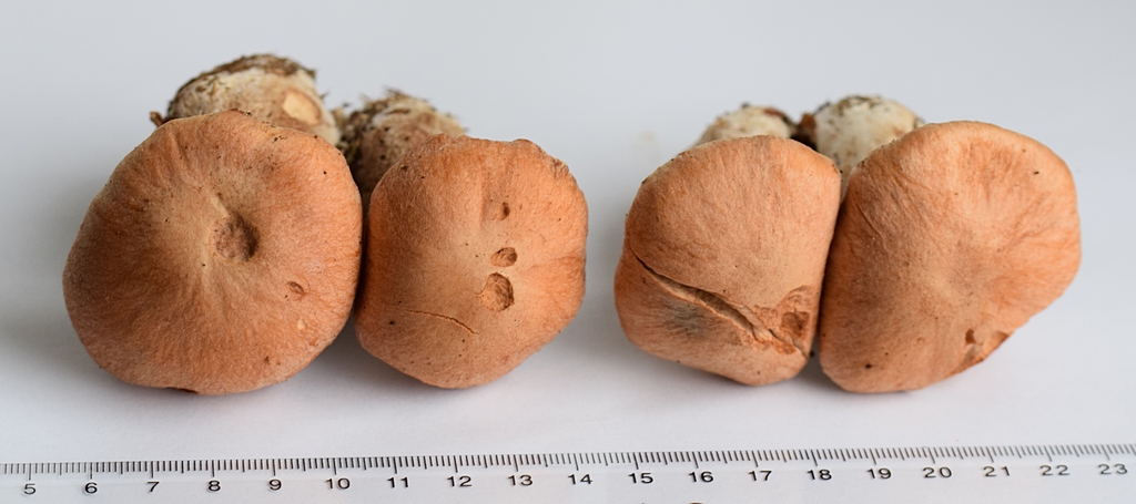 Cortinarius bivelus_1.0.JPG