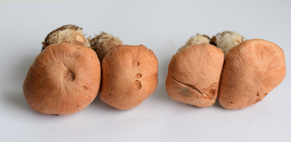 Cortinarius bivelus_1.1.JPG